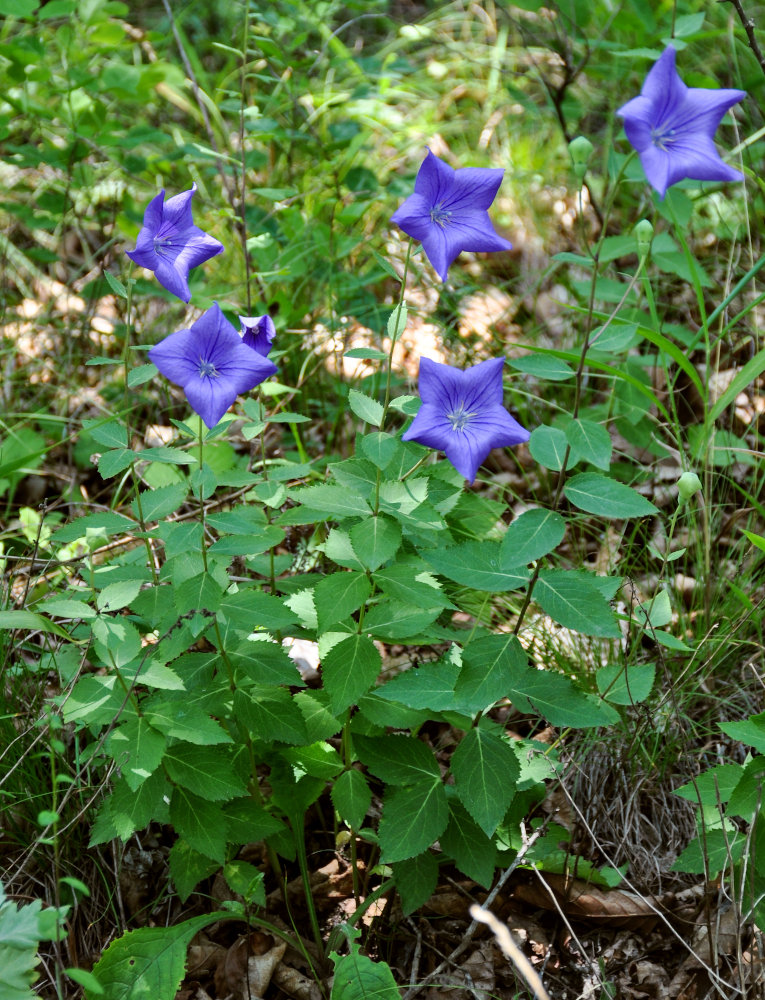 Image of Platycodon grandiflorus specimen.