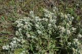 Teucrium capitatum