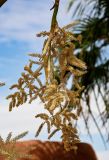 Washingtonia robusta. Соцветие. Египет, мухафаза Асуан, храмовый комплекс Абу-Симбел, в культуре. 04.05.2023.