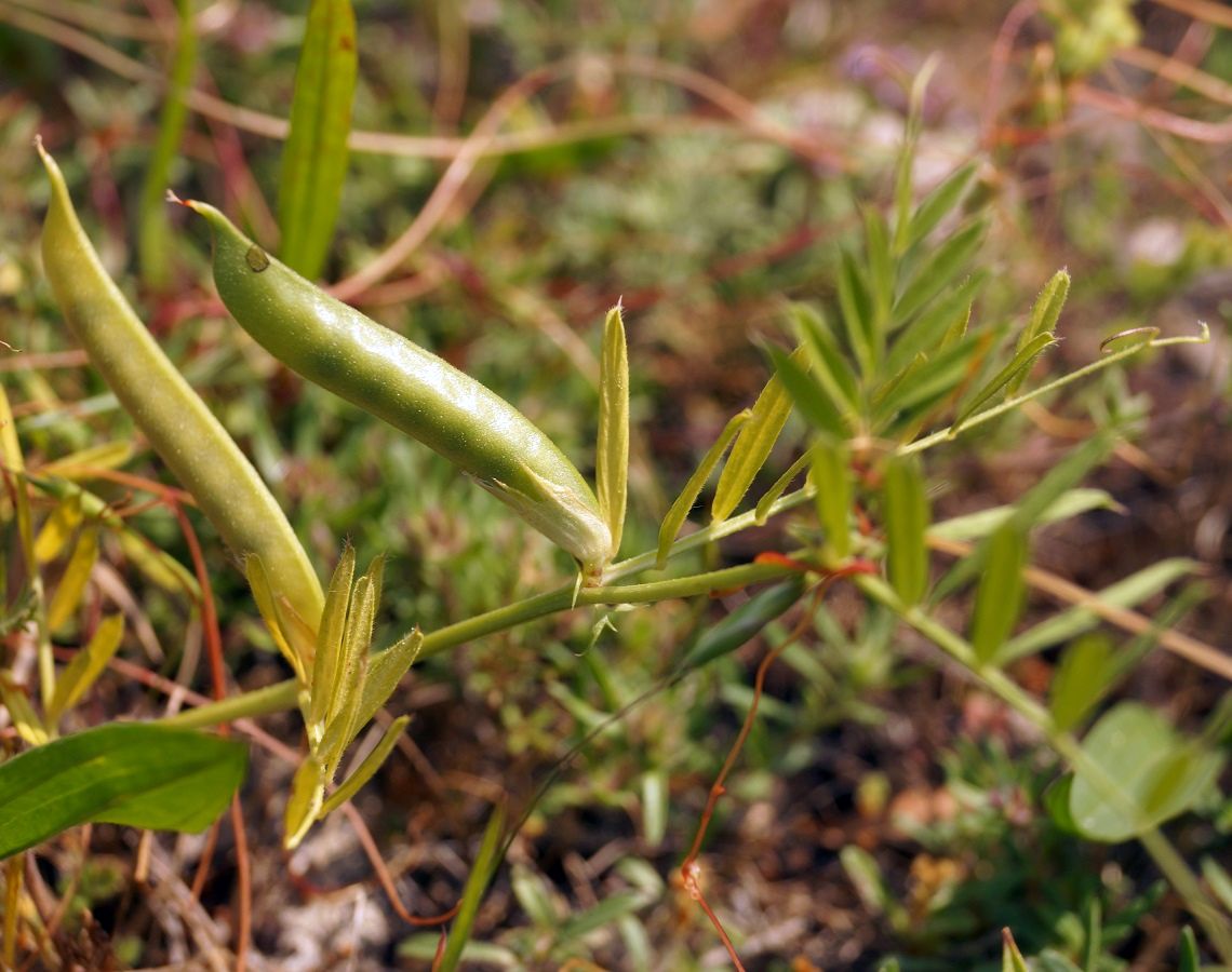 Image of Vicia sativa specimen.
