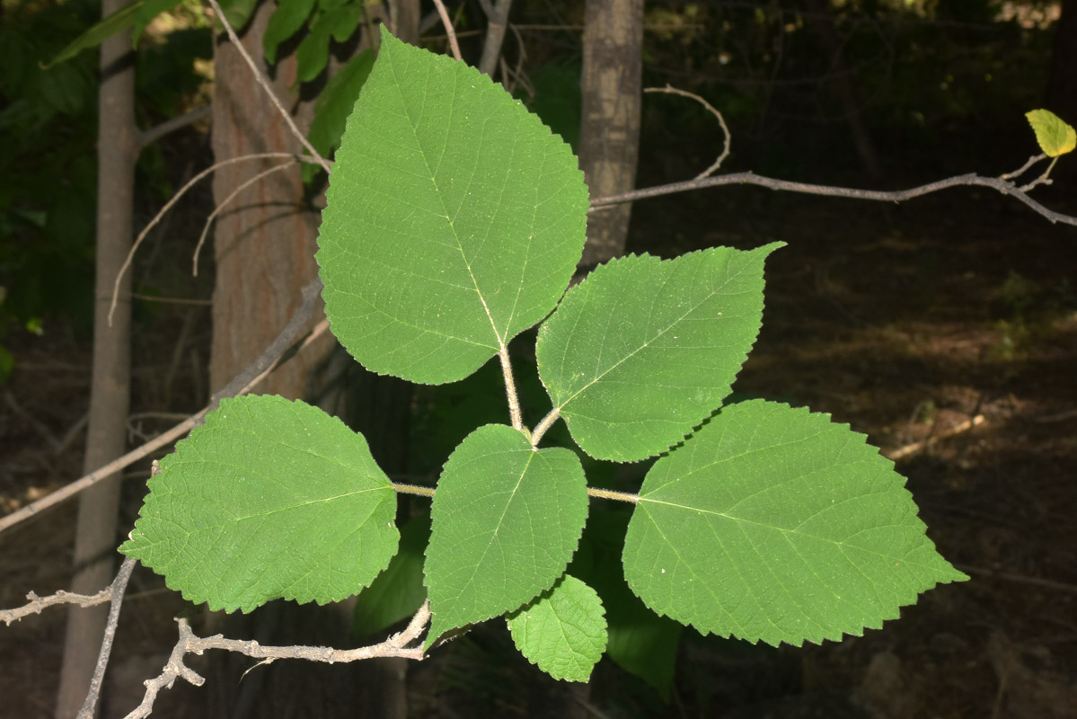 Изображение особи Broussonetia papyrifera.