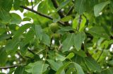 Juglans regia. Верхушка ветви с незрелым плодом. Грузия, Имеретия, Гелатский монастырь, в культуре. 14.06.2023.