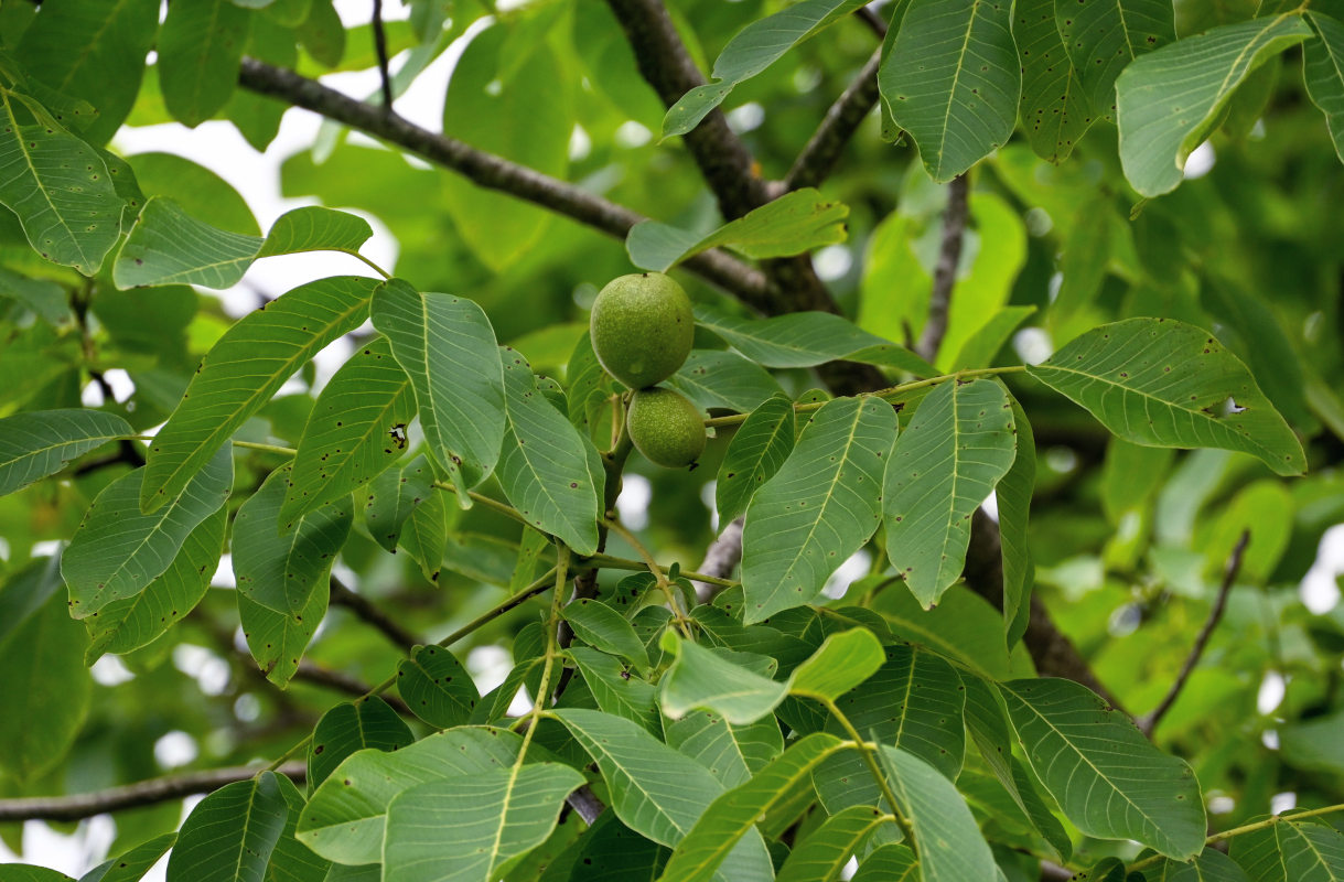 Изображение особи Juglans regia.