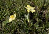 Anemonastrum speciosum