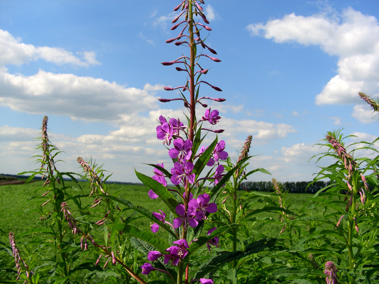 Изображение особи Chamaenerion angustifolium.