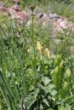 Trollius altaicus