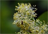 Thalictrum lucidum. Соцветие с питающимся жуком. Московская обл., Раменский р-н, окр. дер. Хрипань, садовый участок. 28.06.2023.