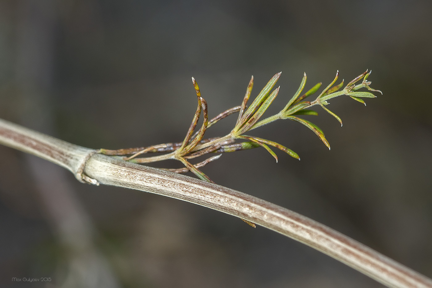 Image of Galium verum specimen.