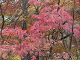 Euonymus pauciflorus. Ветви с листьями в осенней окраске. Владивосток, Академгородок. 16 октября 2008 г.