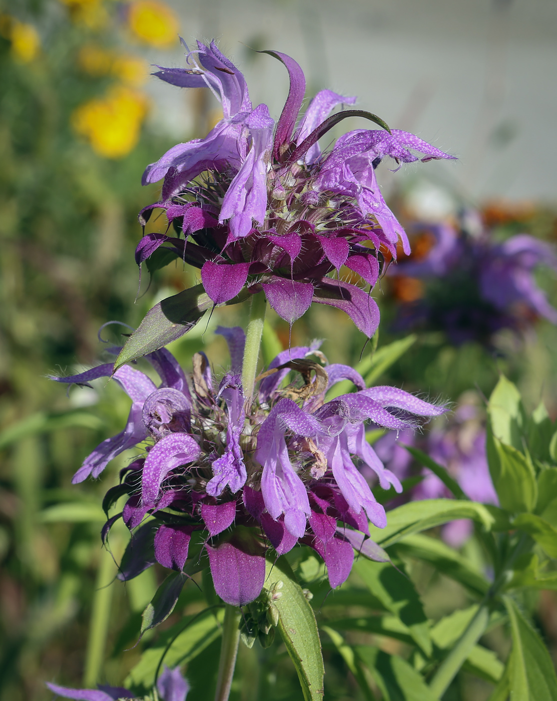 Изображение особи Monarda citriodora.