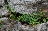 Asplenium ruta-muraria. Спороносящие растения. Грузия, Имеретия, Гелатский монастырь, на камнях. 14.06.2023.