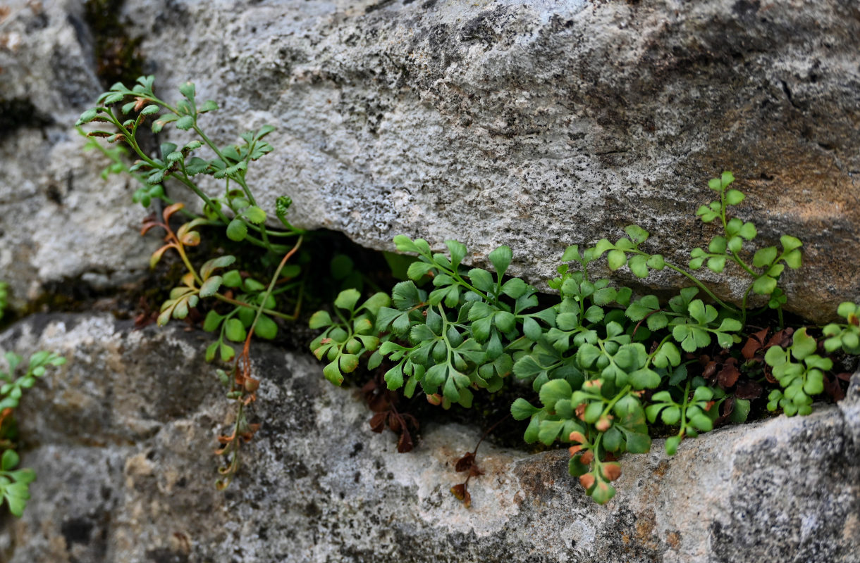 Изображение особи Asplenium ruta-muraria.