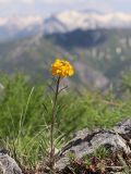 Erysimum tianschanicum