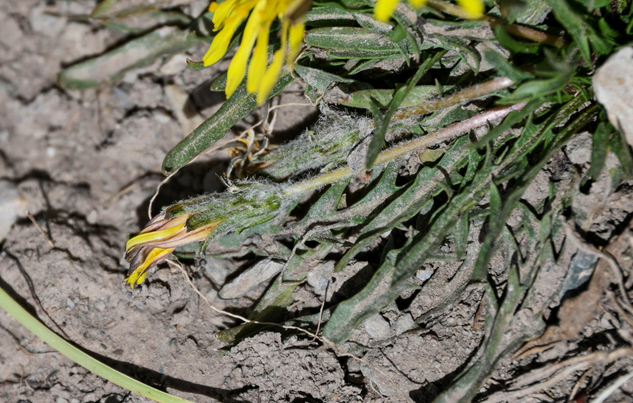 Image of genus Taraxacum specimen.