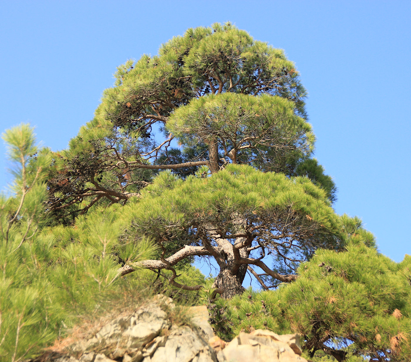 Image of Pinus pityusa specimen.