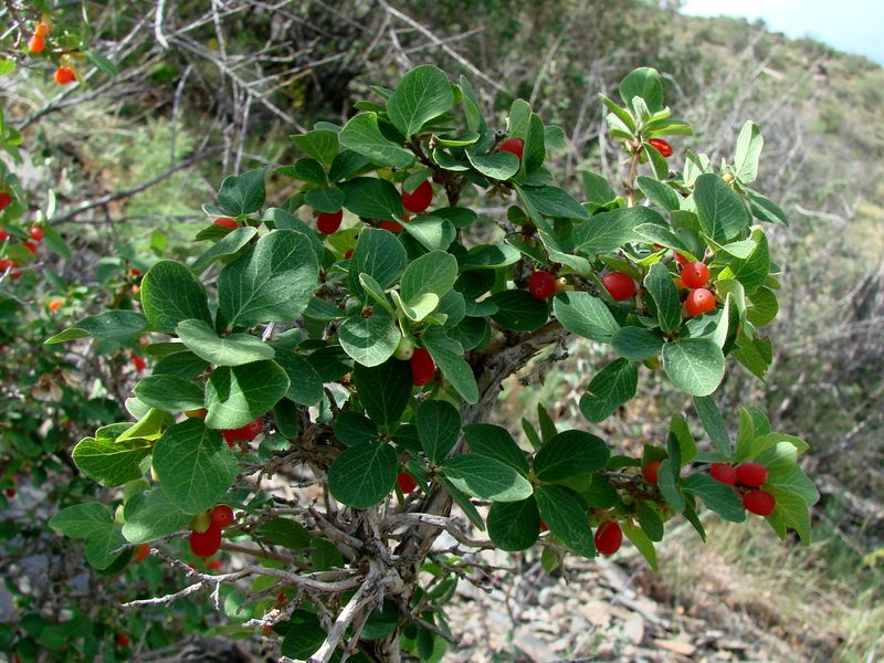 Изображение особи Lonicera bracteolaris.