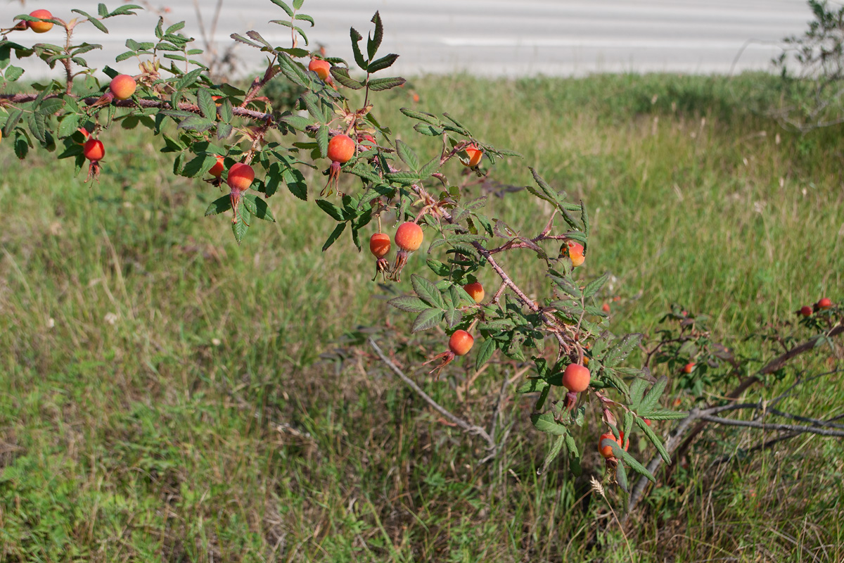 Image of Rosa acicularis specimen.