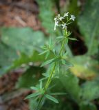 род Galium. Верхушка цветущего растения. Пермский край, г. Пермь, Индустриальный р-н, опушка. 04.08.2023.