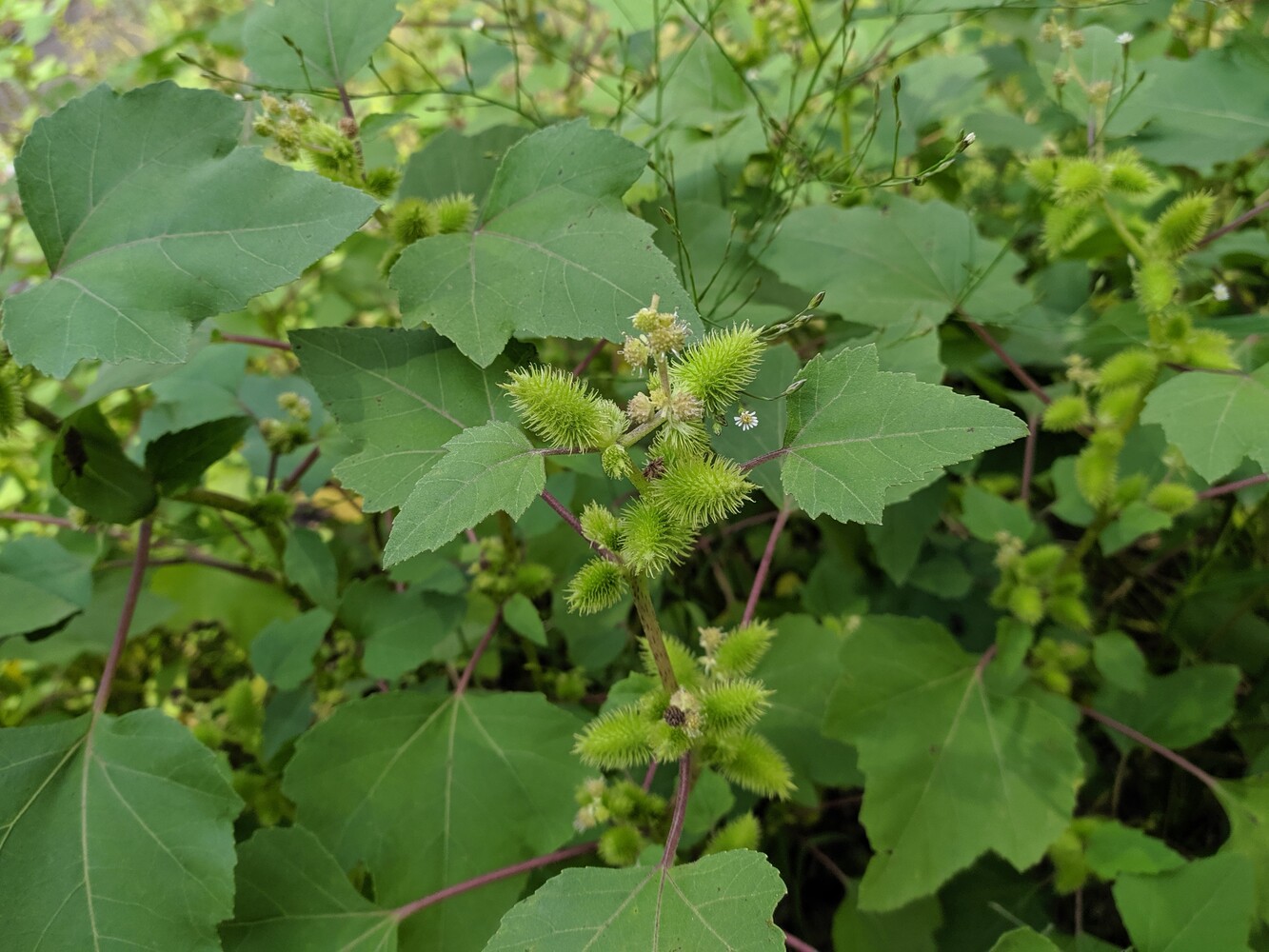 Image of Xanthium orientale specimen.