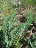 Astragalus platyphyllus. Листья. Казахстан, Туркестанская обл., Сырдарья-Туркестанский государственный региональный природный парк, Боралдайский филиал, ≈1200 м н.у.м., саванноидное сообщество. 24.05.2023.