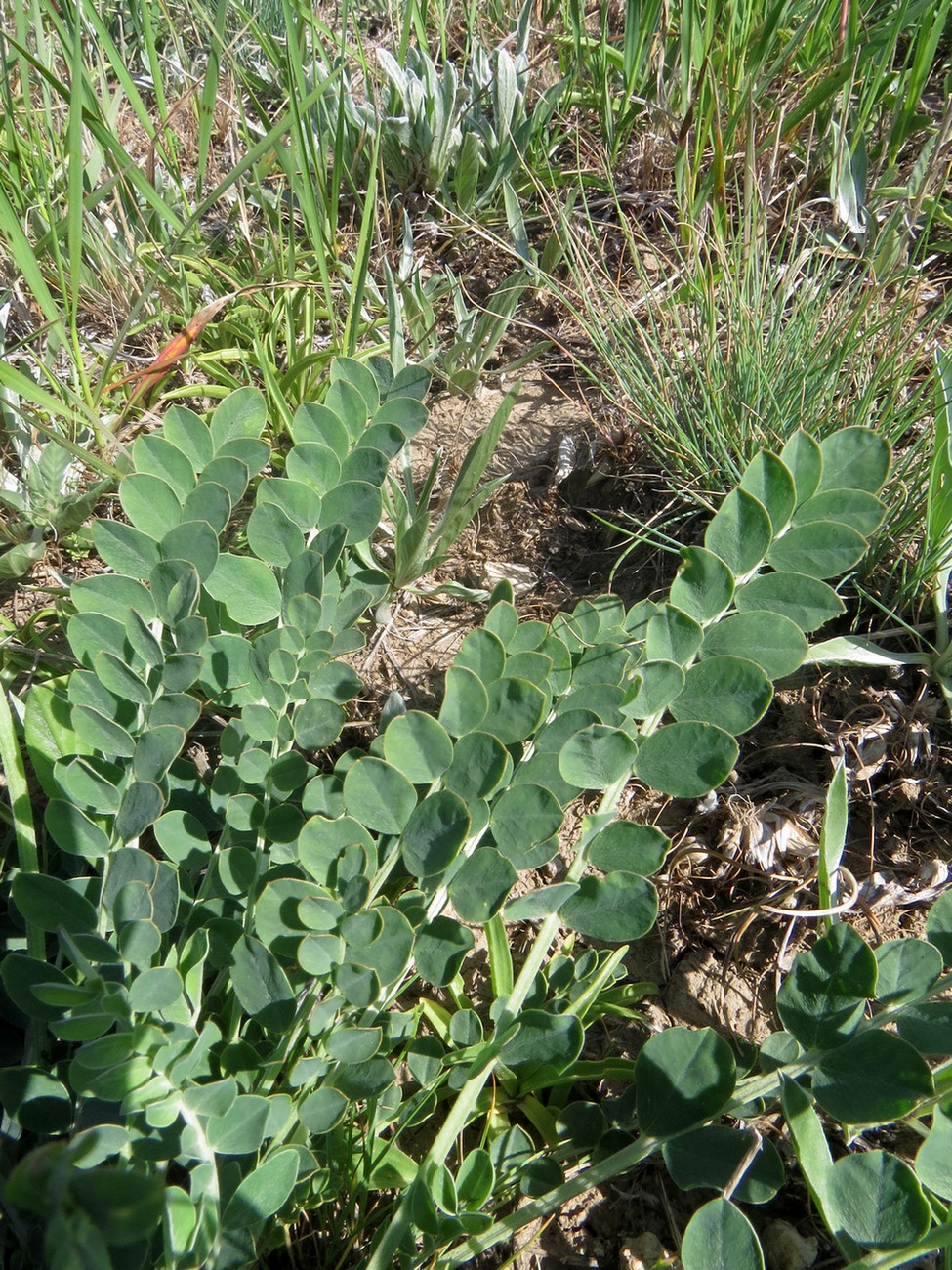 Изображение особи Astragalus platyphyllus.