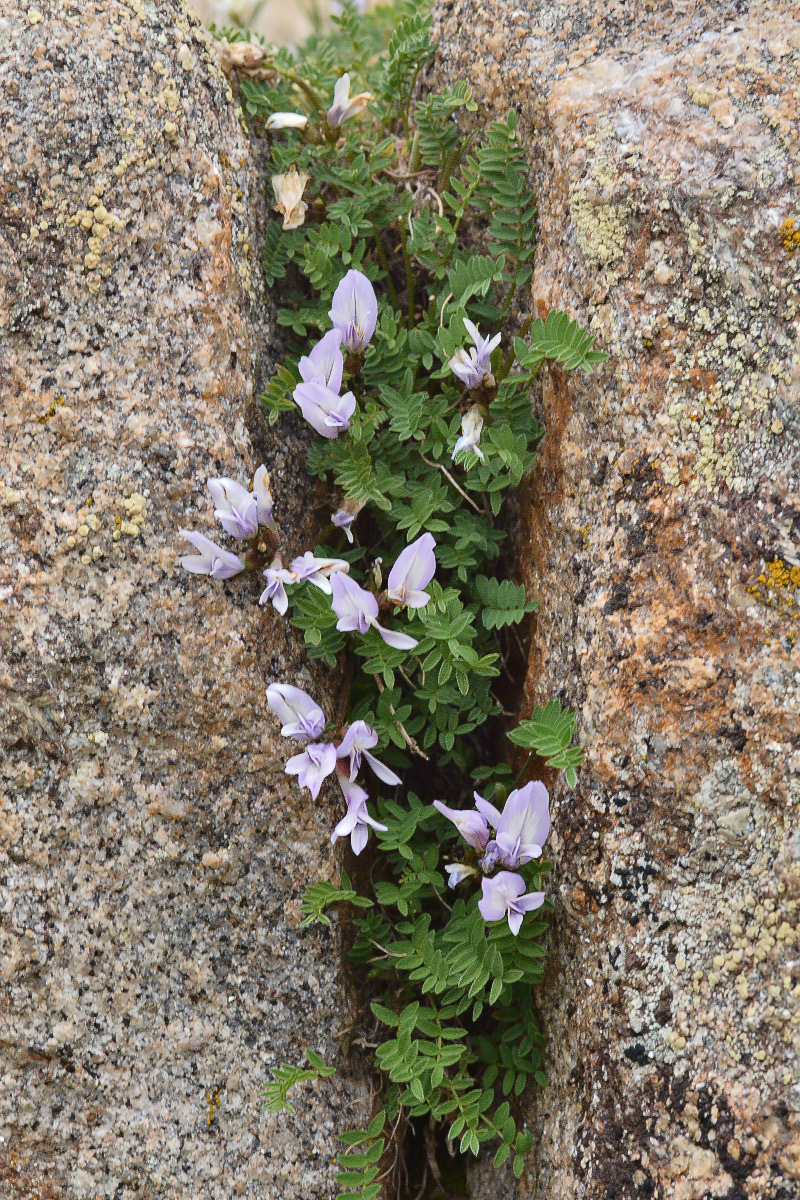 Изображение особи Astragalus levieri.