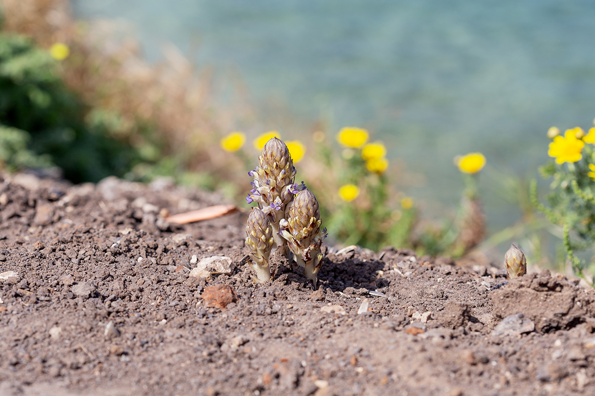 Image of Orobanche cernua specimen.