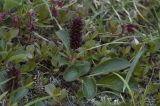 genus Salix. Плодоносящее растение. Камчатский край, гора Алней. 16.07.2009.