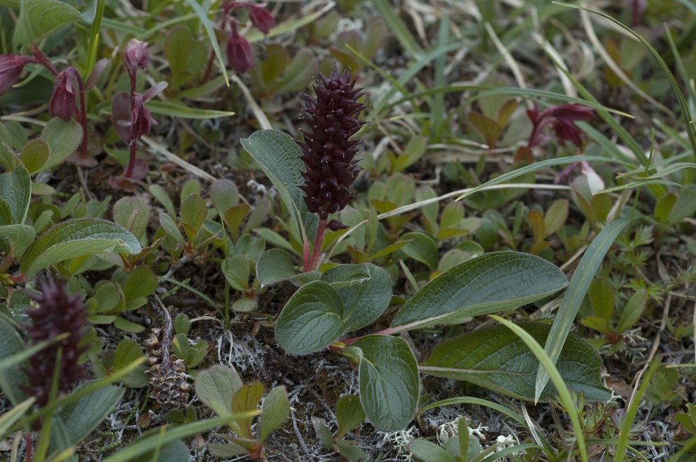 Image of genus Salix specimen.