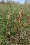 Equisetum arvense. Спороносные побеги. Псковская обл., Гдовский р-н, окр. дер. Кленно; берег Чудского оз., разреженное псаммофильное сообщество за береговым валом. 28.04.2024.