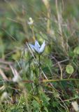 Lomatogonium carinthiacum. Верхушка растения с цветком и бутонами. Чечня, Шаройский р-н, Снеговой хр., 2,5 км на юго-запад от от Цумандинского перевала, выс. 2700 м н.у.м., альпийский луг. 24 августа 2023 г.