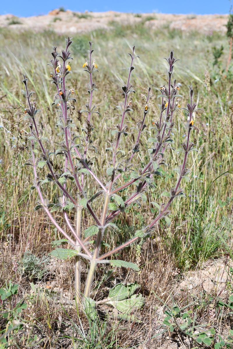 Image of Paraeremostachys dshungarica specimen.