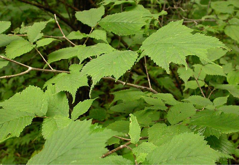 Image of Ulmus laciniata specimen.