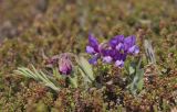 Lathyrus japonicus ssp. pubescens