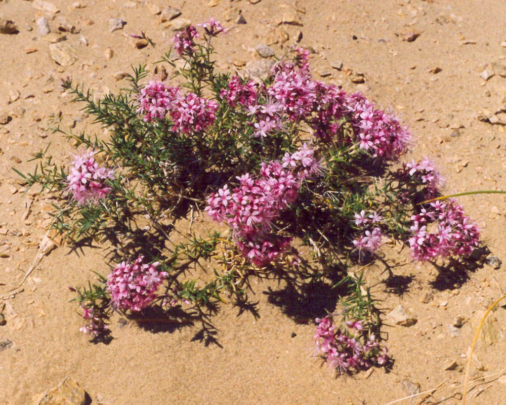 Изображение особи Acanthophyllum pungens.