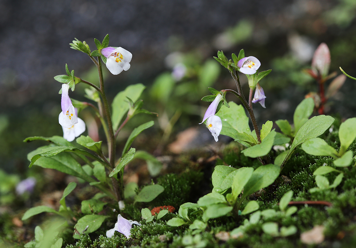 Image of Mazus pumilus specimen.
