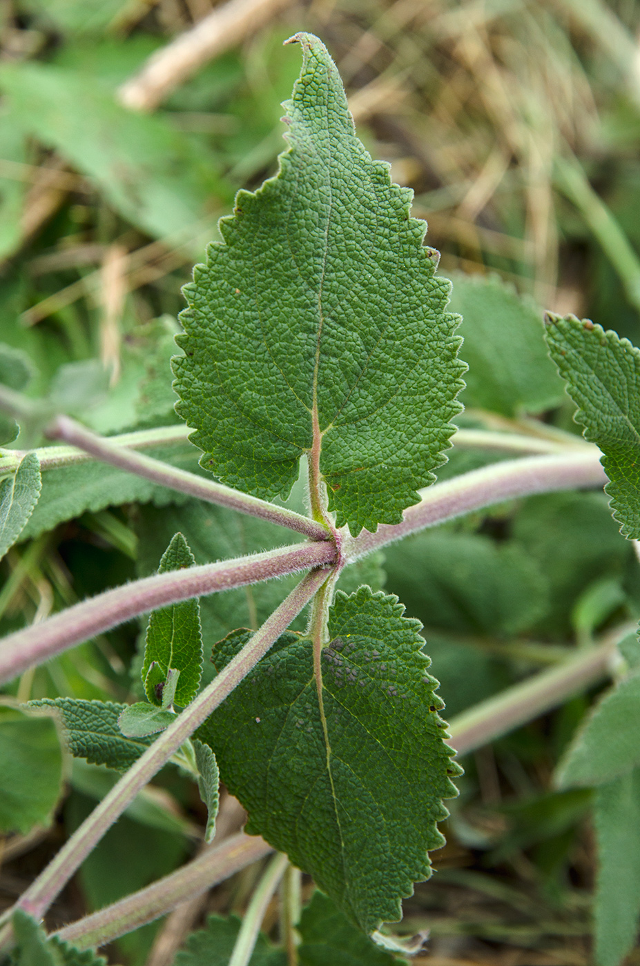 Изображение особи Salvia tesquicola.