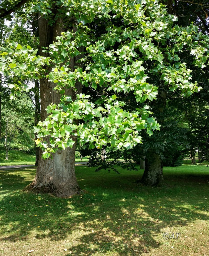 Image of Liriodendron tulipifera specimen.