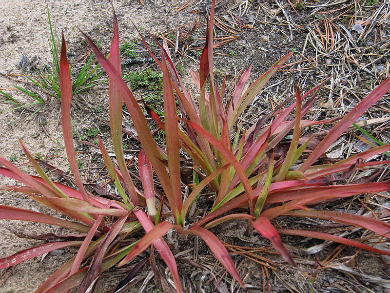 Image of Luzula pilosa specimen.