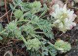 Hedysarum turczaninovii