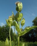Cirsium oleraceum