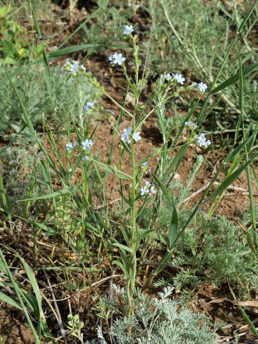 Image of Lappula microcarpa specimen.