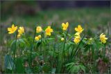 Anemone ranunculoides