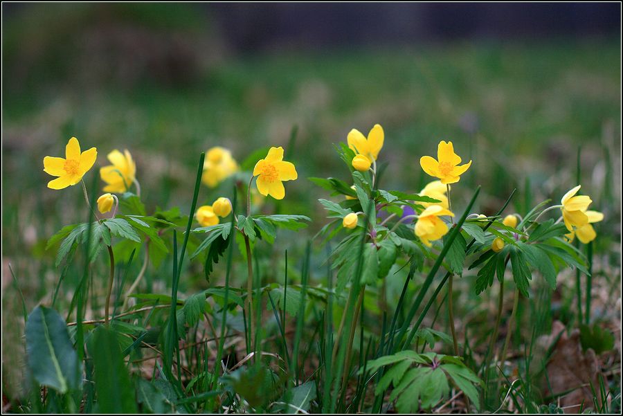 Image of Anemone ranunculoides specimen.