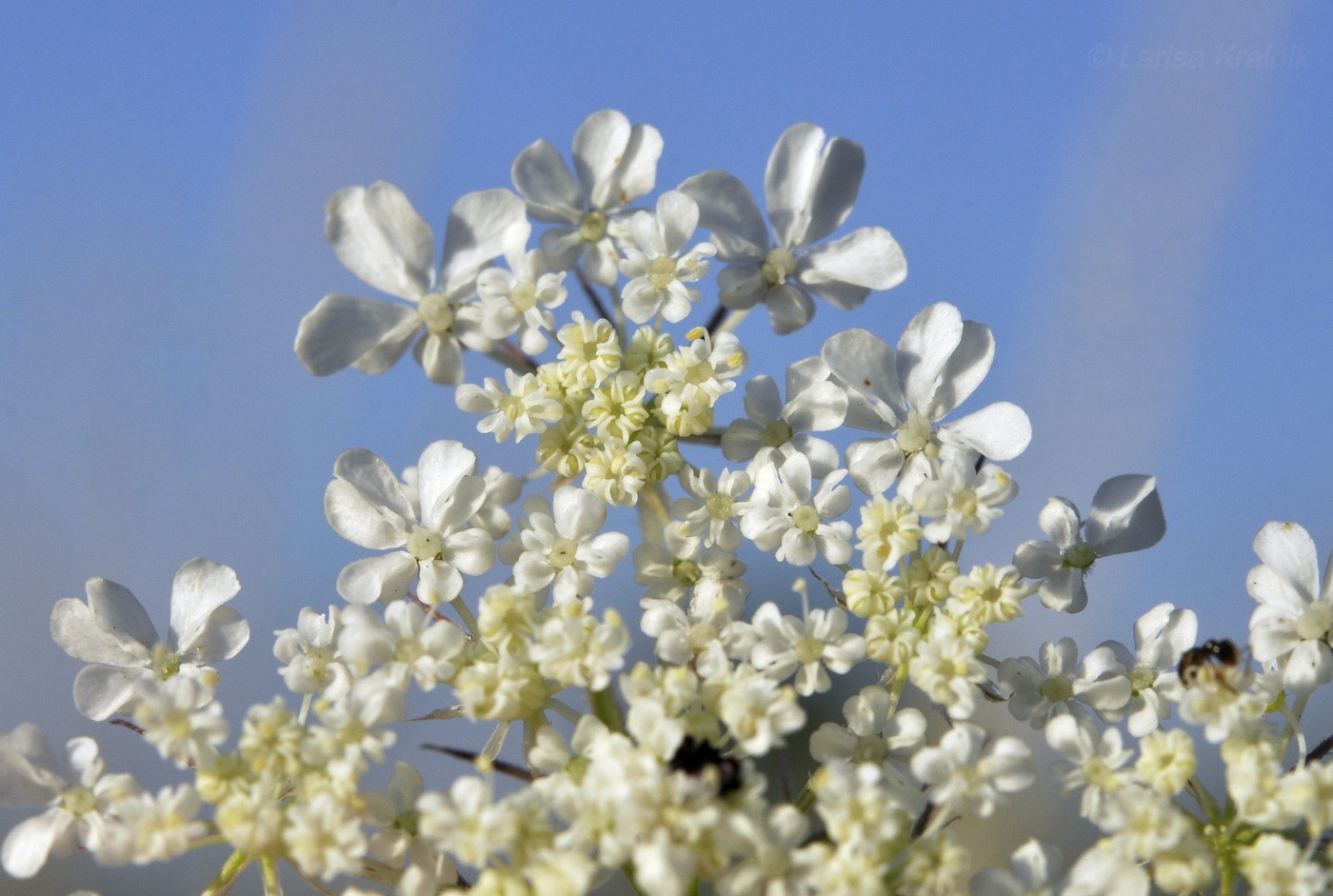 Изображение особи Daucus guttatus.