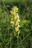 Linaria vulgaris. Соцветие. Псковская обл., Печорский р-н, окр. дер. Вастцы, подошва склона долины близ берега озера, суходольный злаково-разнотравный луг на известняке. 18.08.2024.