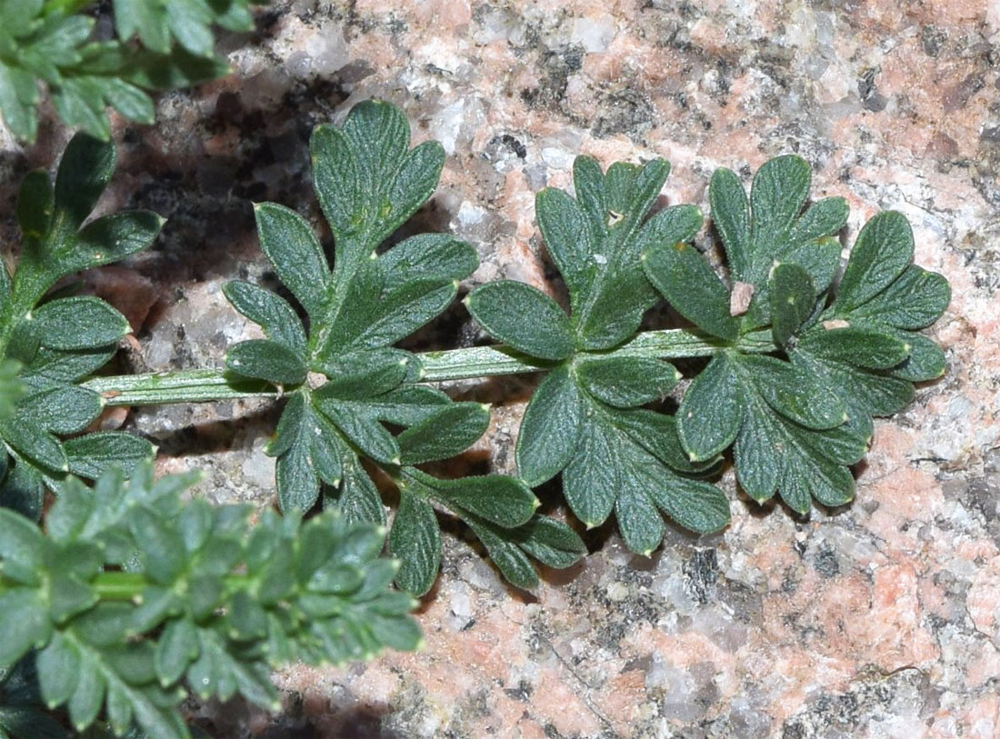 Image of Seseli calycinum specimen.