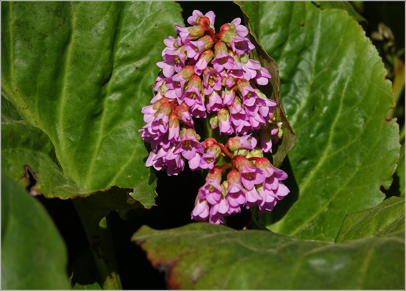 Image of Bergenia crassifolia specimen.