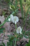 Смотреть изображение Vicia grandiflora