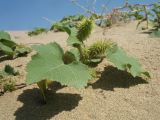 Xanthium orientale. Плодоносящее растение. Казахстан, Жамбылская обл., Жамбылский р-н; правый берег р. Аса, вершина бархана Кумтиын. 25 мая 2025 г.